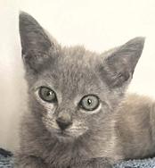 Smokey, ADOPTABLE, Kitten Male Russian Blue & Domestic Short Hair.