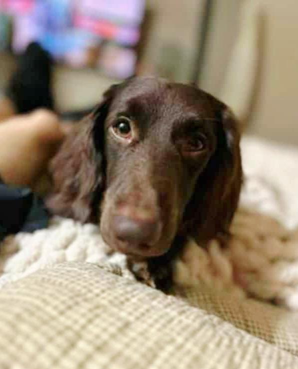 Toby
