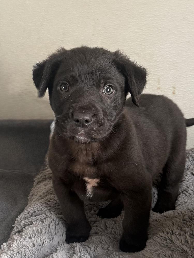 Bering, Adopted, Puppy Male Labrador Retriever.