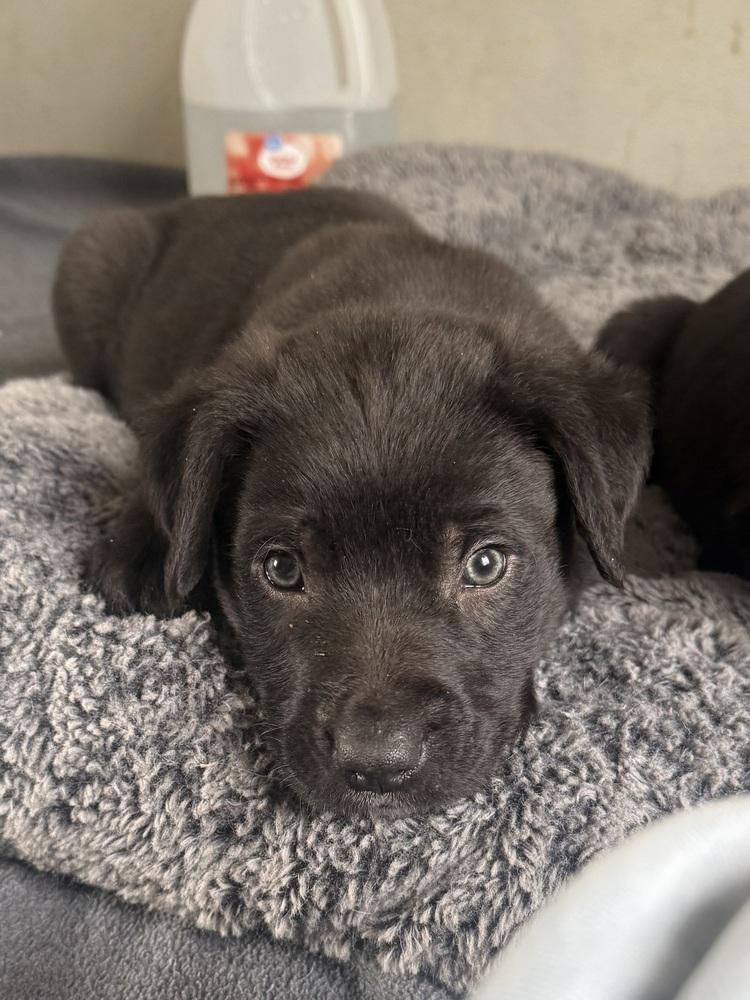 Enlarge Bering, a Adopted mixed breed in Bolivar, MO image 4/4