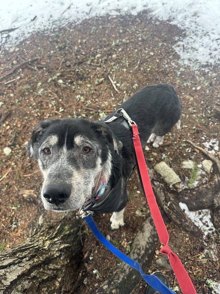 Harlow, a Adopted mixed breed in Whistler, BC image 2/6