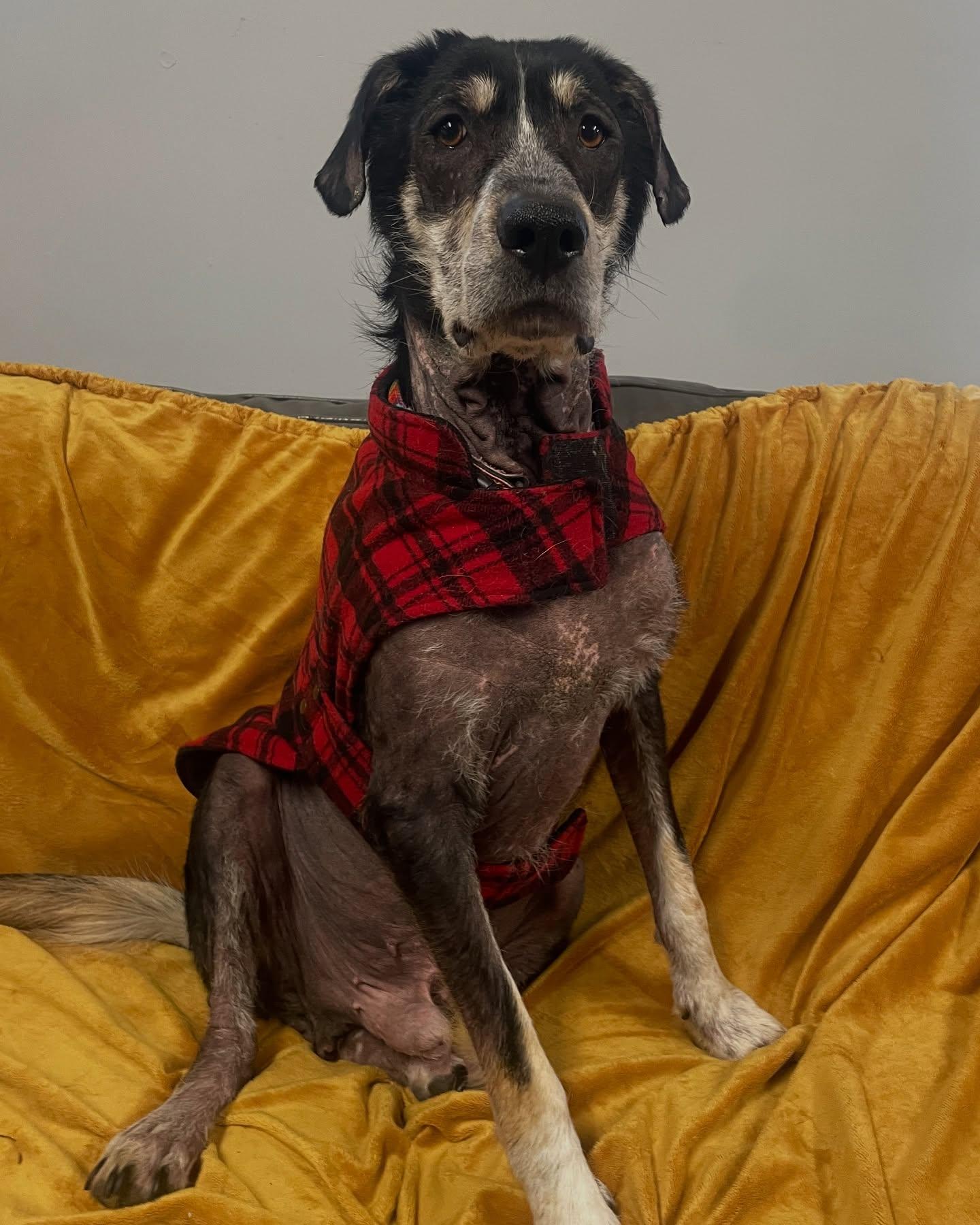 Harlow, Adopted, Adult Male Collie & Husky.