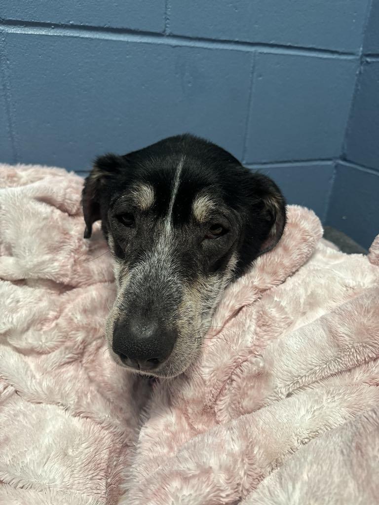 Harlow, a Adopted mixed breed in Whistler, BC image 4/6