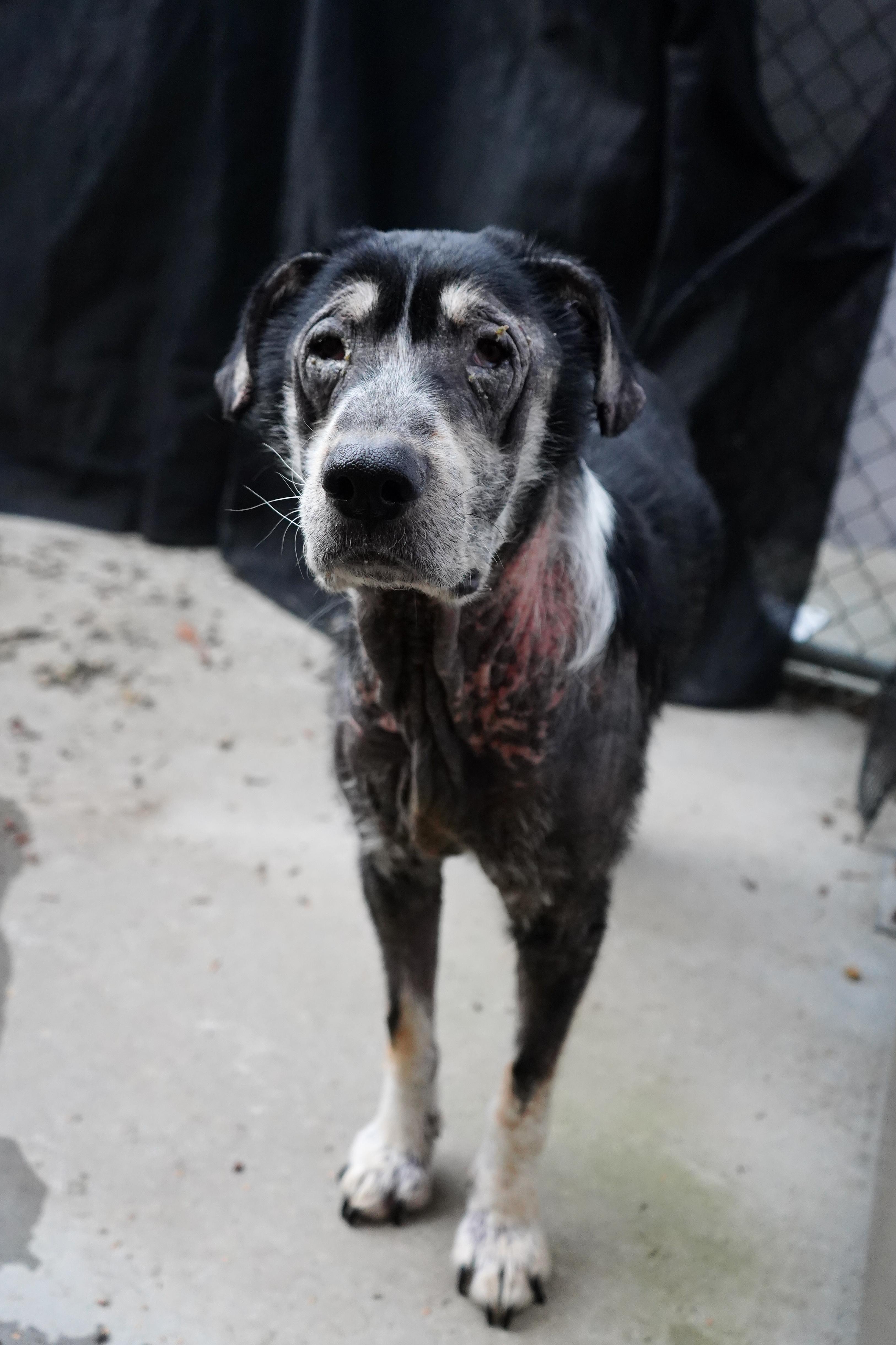 Harlow, a Adopted mixed breed in Whistler, BC image 6/6