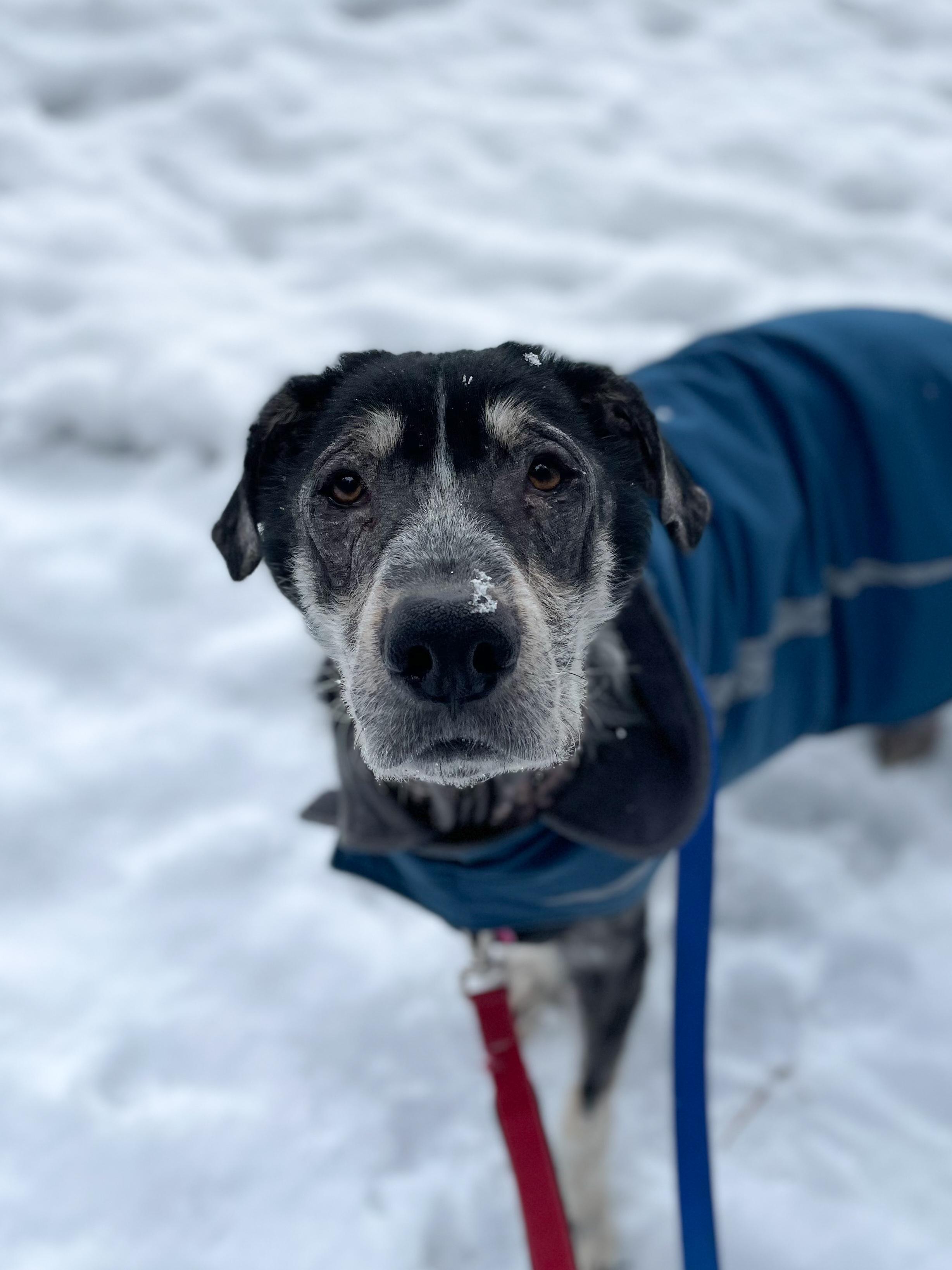 Harlow, a Adopted mixed breed in Whistler, BC image 3/6