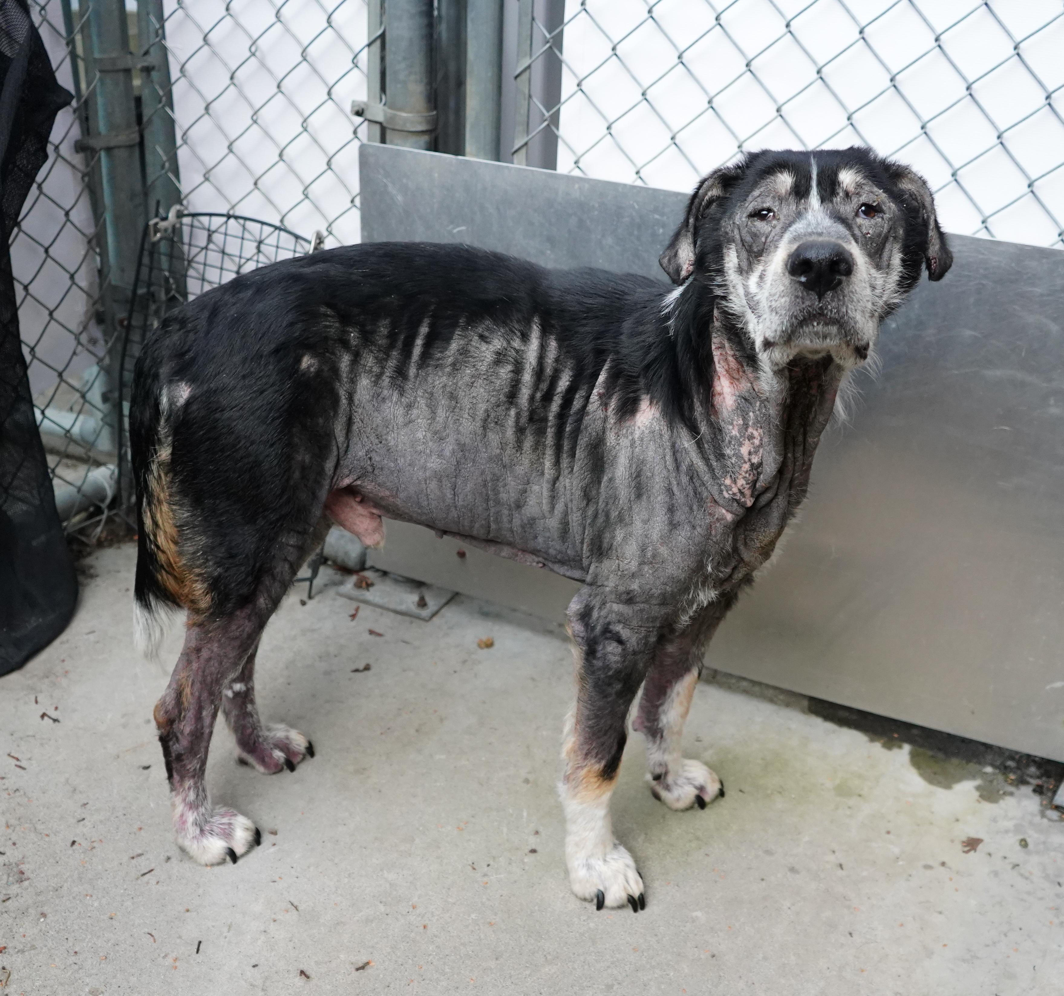 Harlow, a Adopted mixed breed in Whistler, BC image 5/6