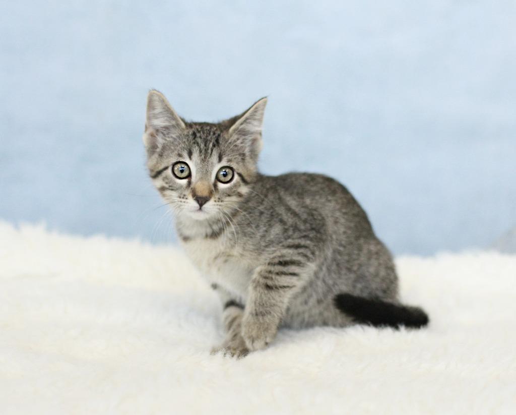 Mauve, Young Female Domestic Short Hair