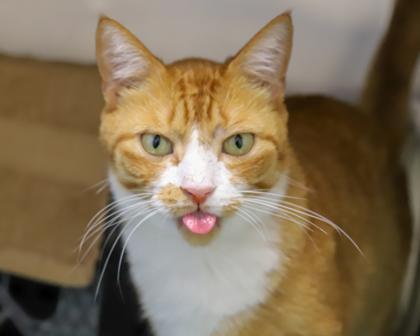 Optimus Prime, Adoptable, Adult Male Domestic Short Hair.