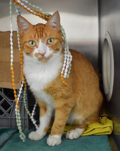 Optimus Prime, a Adoptable mixed breed in West Seneca, NY image 2/3