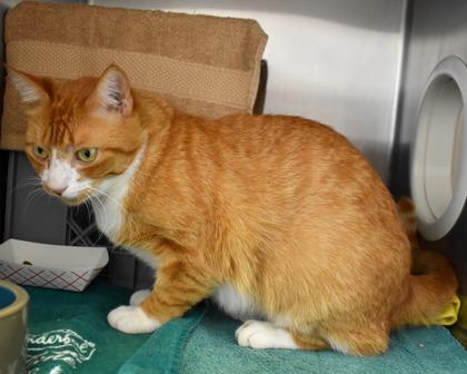 Optimus Prime, a Adoptable mixed breed in West Seneca, NY image 3/3