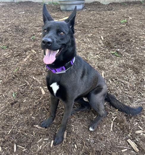 DEE DEE, Adoptable, Young Female German Shepherd Dog & Border Collie.