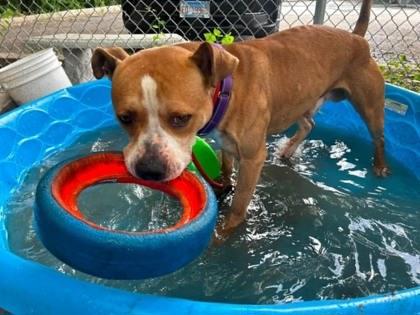 Titan, Adoptable, Adult Male Mixed Breed & Mixed Breed.
