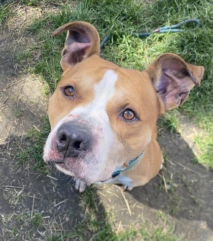 Titan, a Adoptable mixed breed in Hobart, IN image 2/3