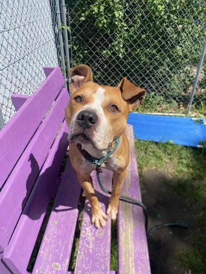 Titan, a Adoptable mixed breed in Hobart, IN image 3/3