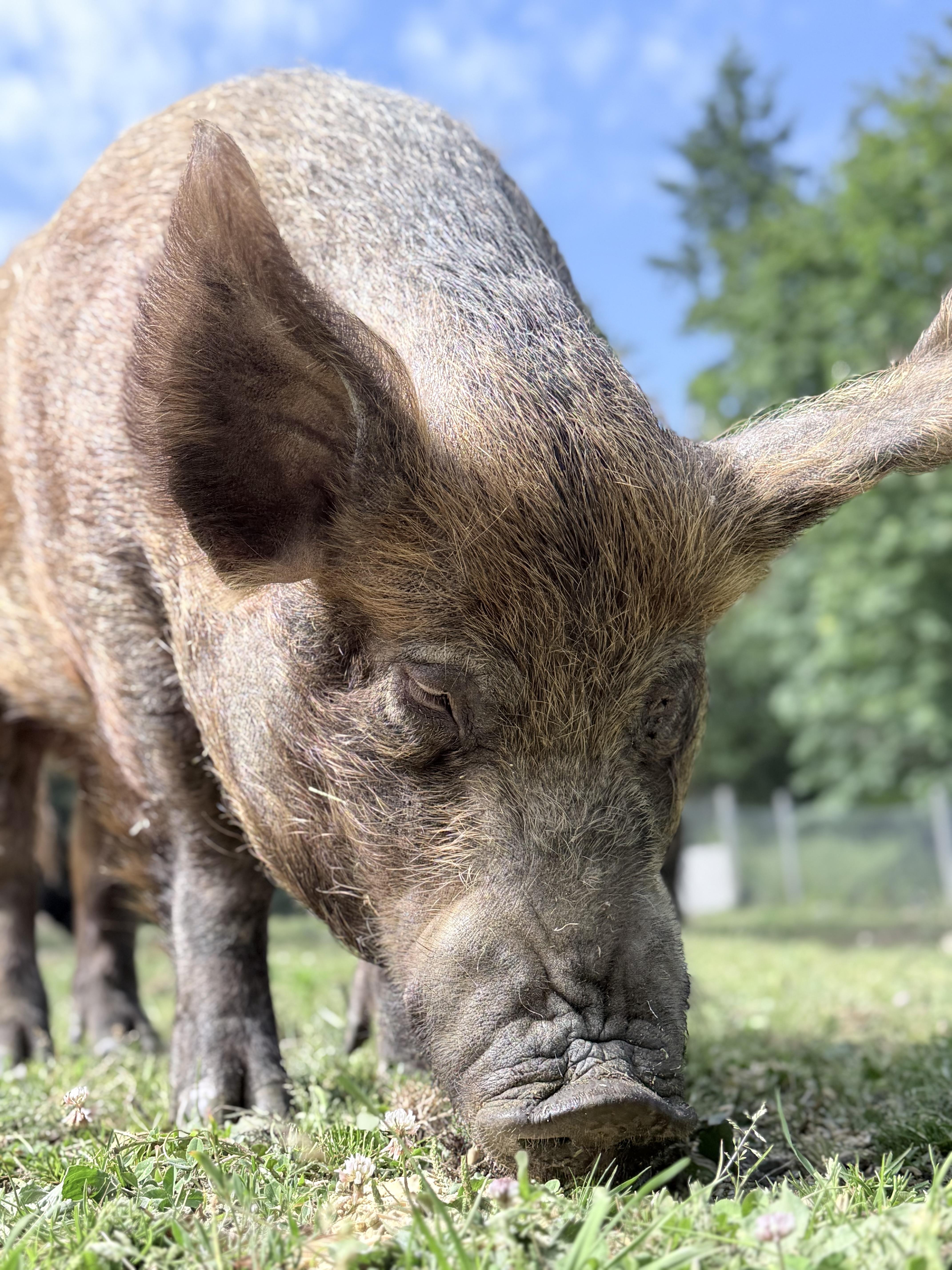 Enlarge Charles, a Adoptable Pig in Quilcene, WA image 6/6