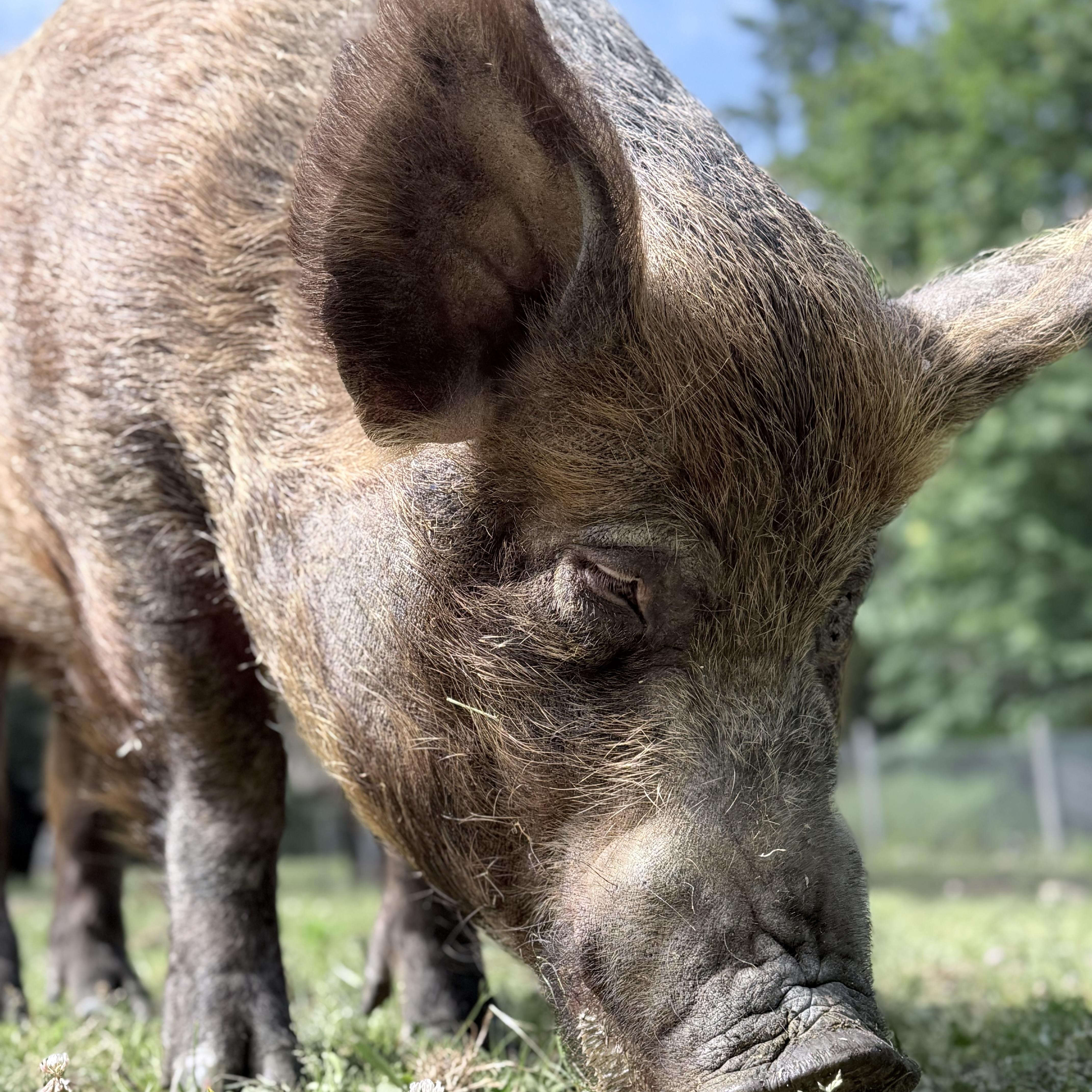 Enlarge Charles, a Adoptable Pig in Quilcene, WA image 2/6
