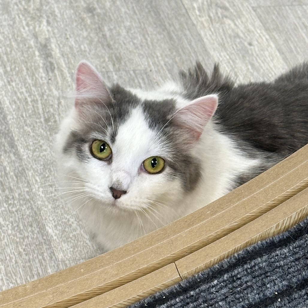 Sloane, Adoptable, Young Female Domestic Long Hair.