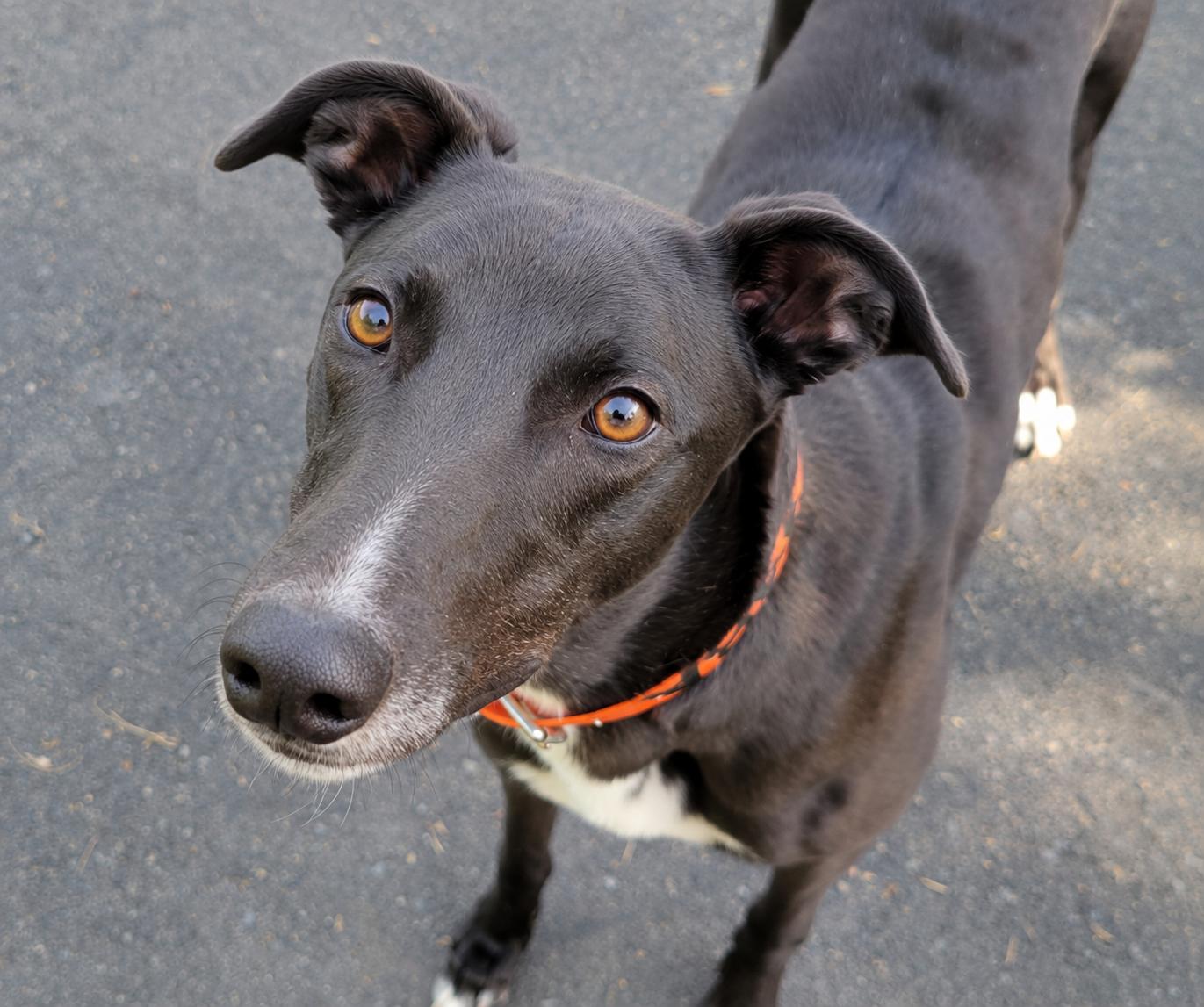 Enlarge Ww Black Mamba, a ADOPTABLE Greyhound in Allentown, PA image 3/3