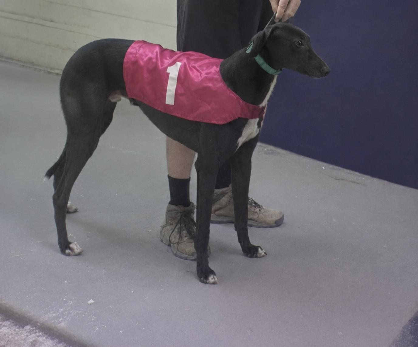 Enlarge Ww Black Mamba, a ADOPTABLE Greyhound in Allentown, PA image 2/3