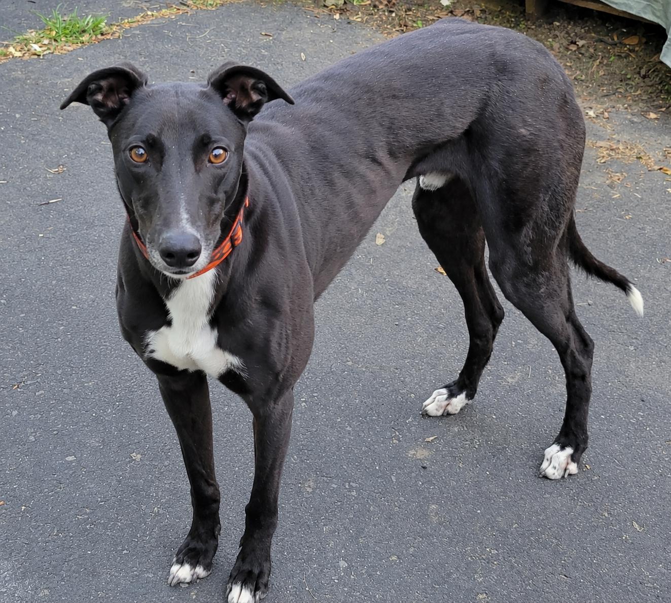 Enlarge Ww Black Mamba, a ADOPTABLE Greyhound in Allentown, PA image 1/3