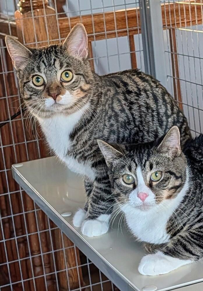 Enlarge Ernie, a Adoptable Domestic Short Hair in Louisa, VA image 1/6