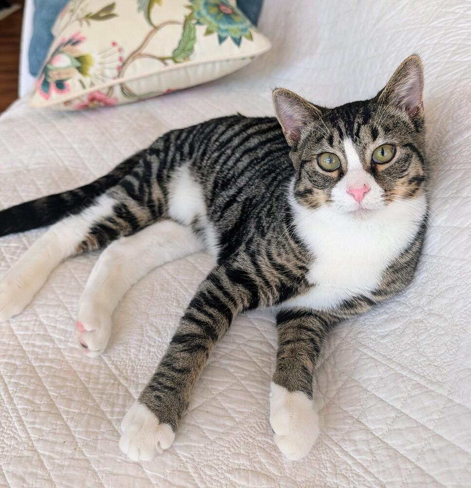 Enlarge Ernie, a Adoptable Domestic Short Hair in Louisa, VA image 2/6