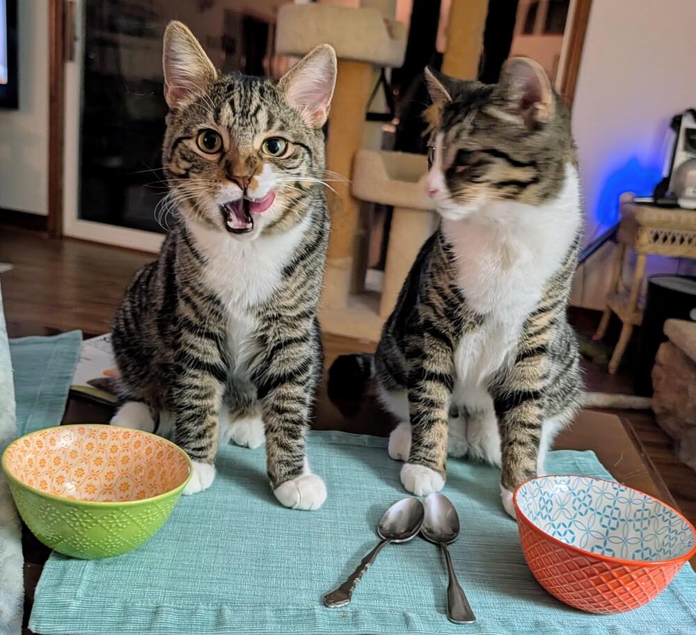 Enlarge Ernie, a Adoptable Domestic Short Hair in Louisa, VA image 4/6