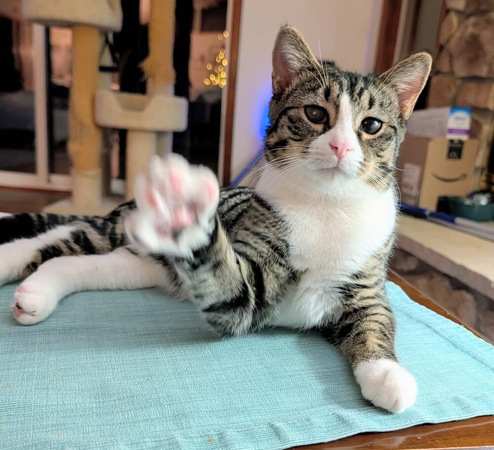 Enlarge Ernie, a Adoptable Domestic Short Hair in Louisa, VA image 6/6