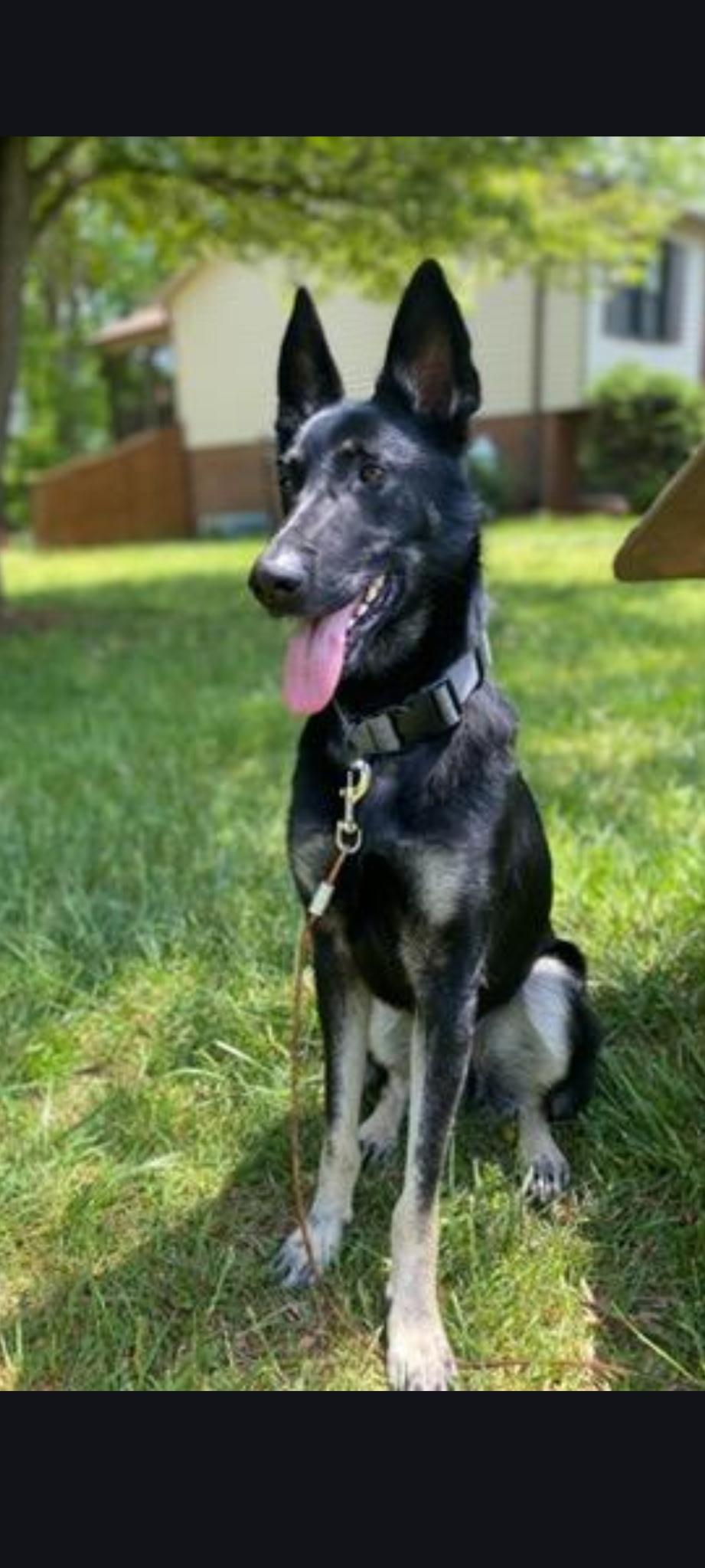 Enlarge Fifer, a Adoptable German Shepherd Dog in Rome, GA image 1/3
