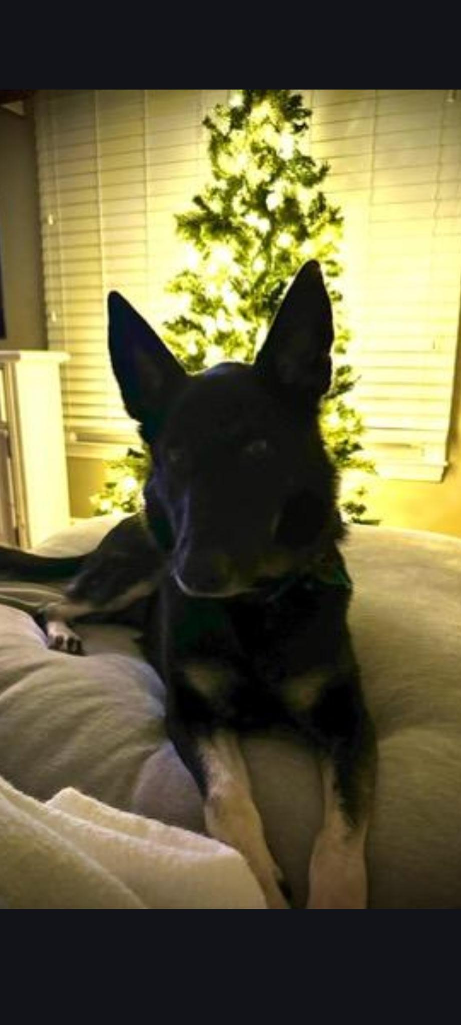 Enlarge Fifer, a Adoptable German Shepherd Dog in Rome, GA image 2/3