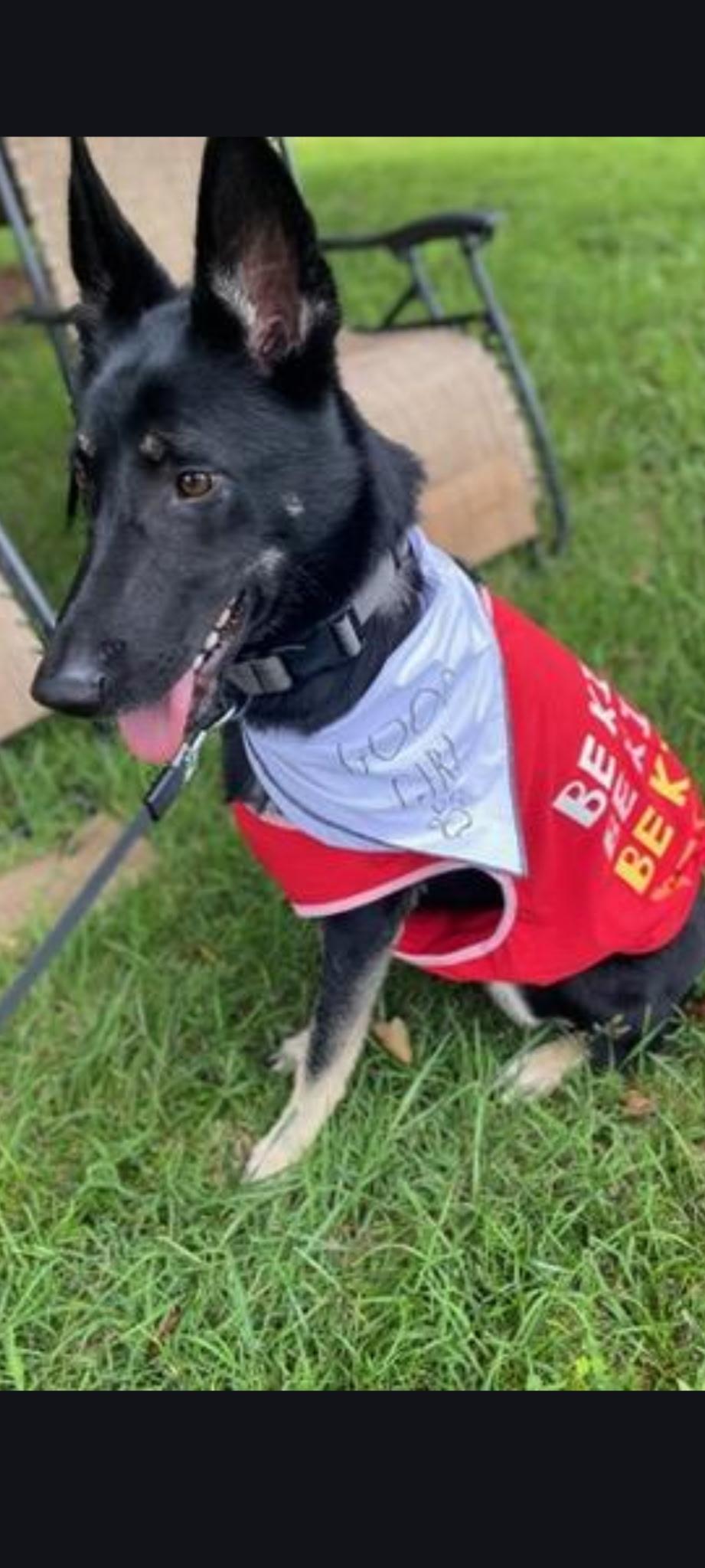 Enlarge Fifer, a Adoptable German Shepherd Dog in Rome, GA image 3/3