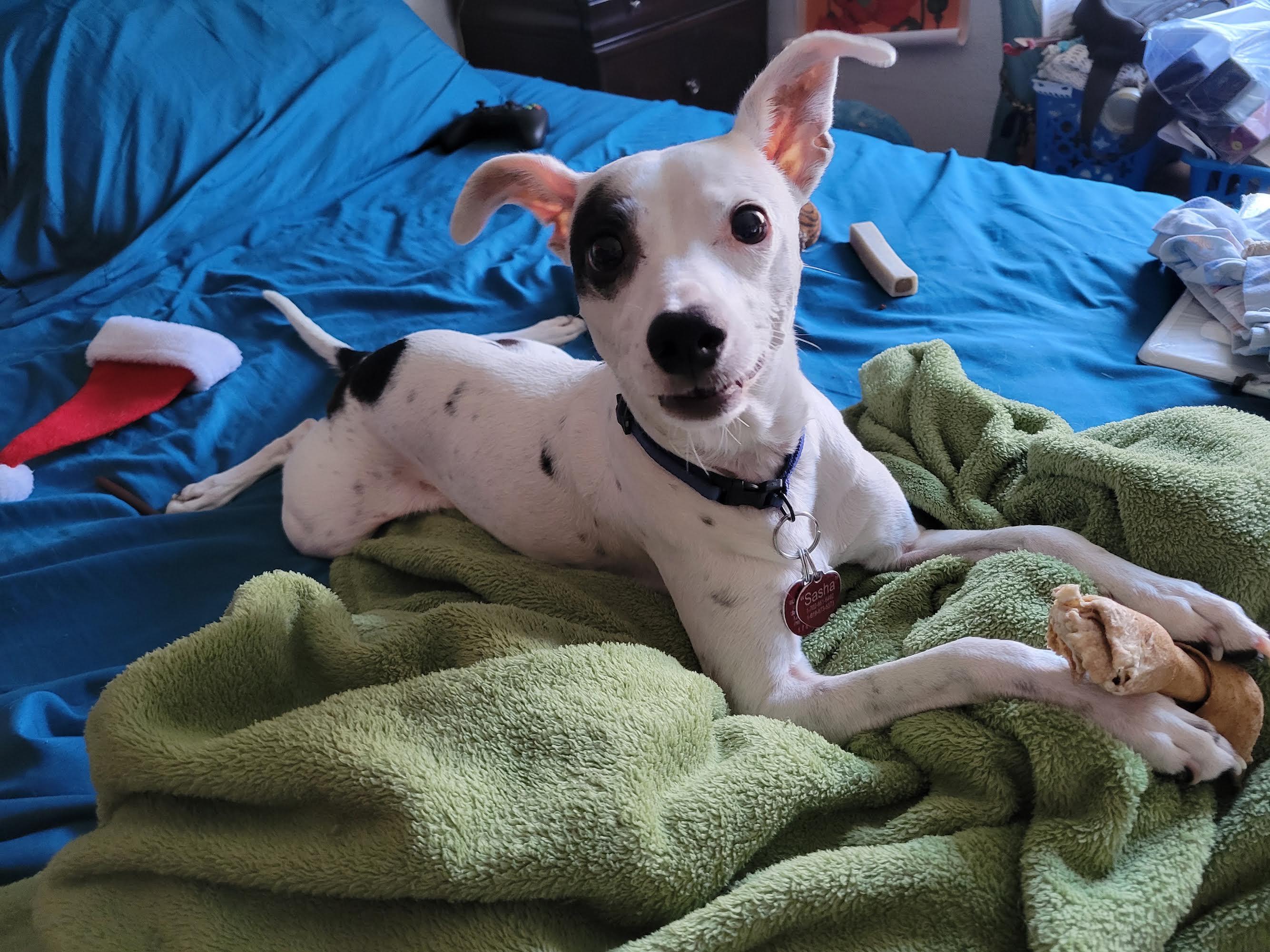 Sasha, a ADOPTABLE mixed breed in Las Vegas, NV image 2/2