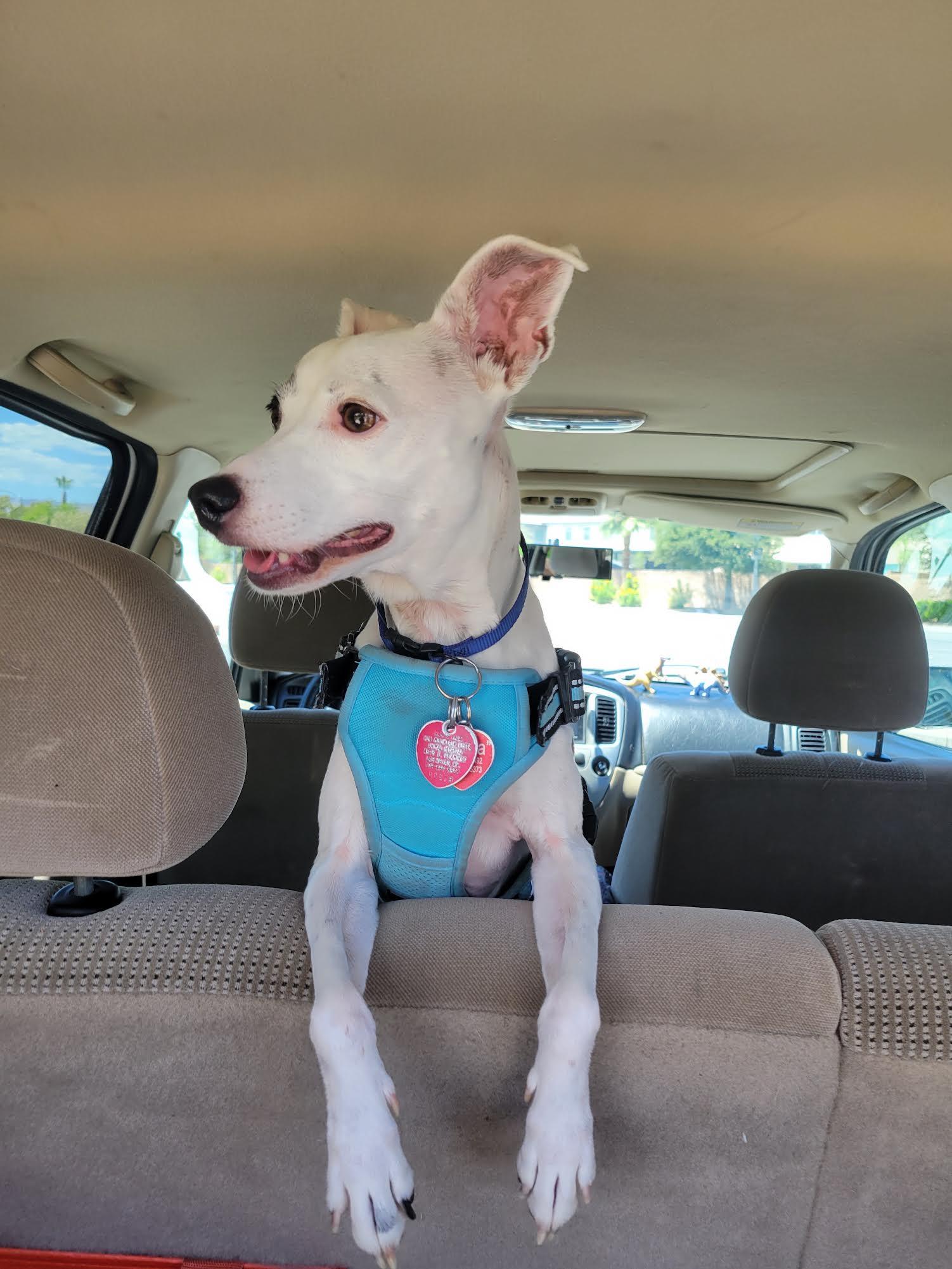 Sasha, ADOPTABLE, Adult Female Jack Russell Terrier.