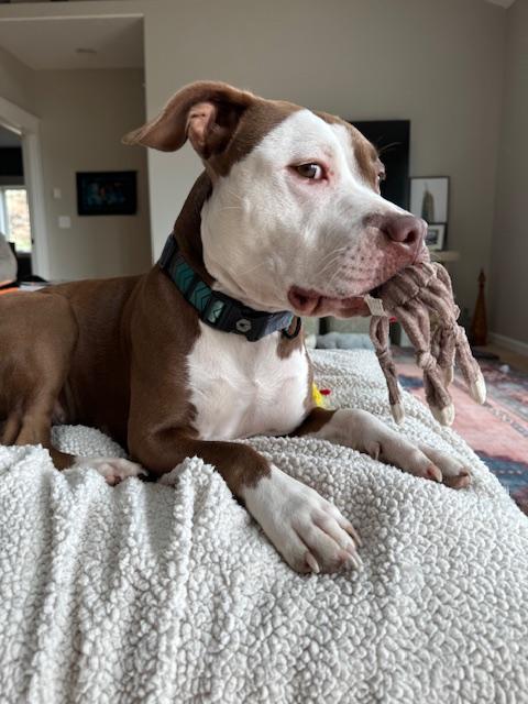 Tula, a Adoptable mixed breed in Eugene, OR image 3/6