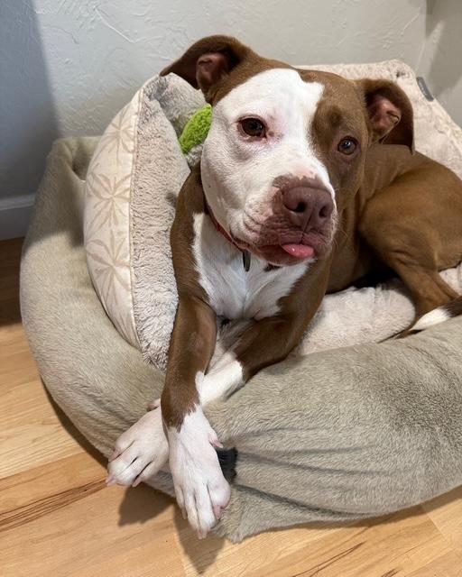 Tula, a Adoptable mixed breed in Eugene, OR image 4/6