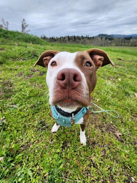 Tula, a Adoptable mixed breed in Eugene, OR image 5/6
