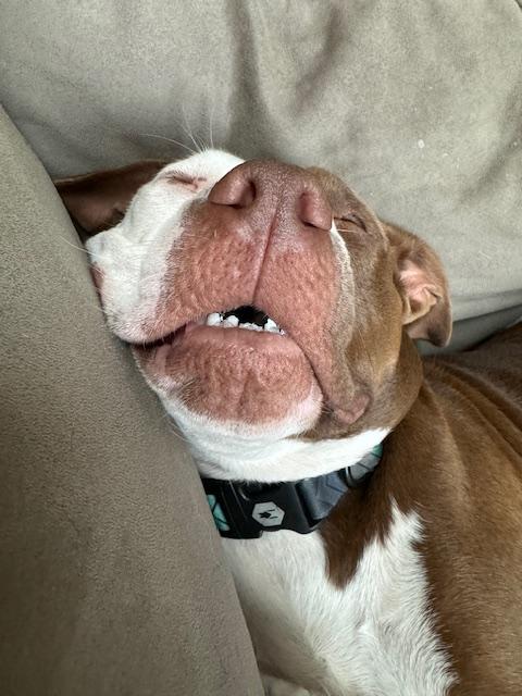 Tula, a Adoptable mixed breed in Eugene, OR image 6/6