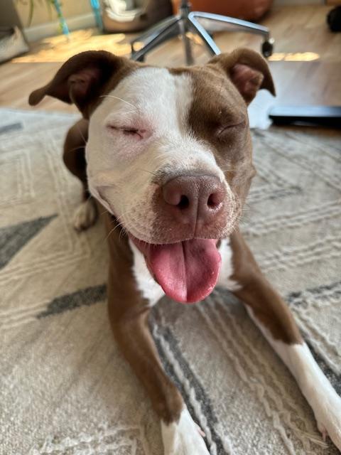 Tula, a Adoptable mixed breed in Eugene, OR image 2/6