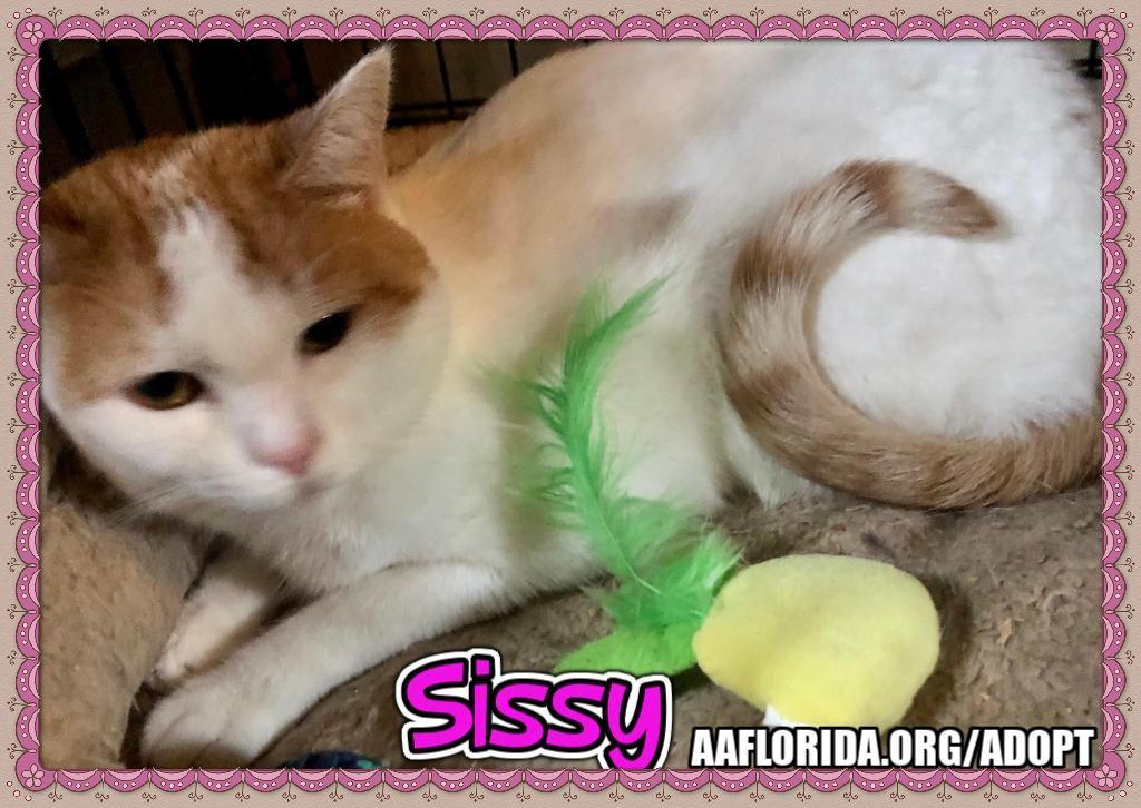Enlarge Sissy, a Adoptable Domestic Short Hair in Pensacola, FL image 1/6