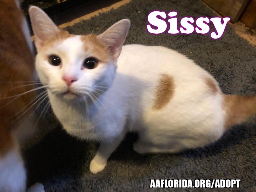 Enlarge Sissy, a Adoptable Domestic Short Hair in Pensacola, FL image 2/6