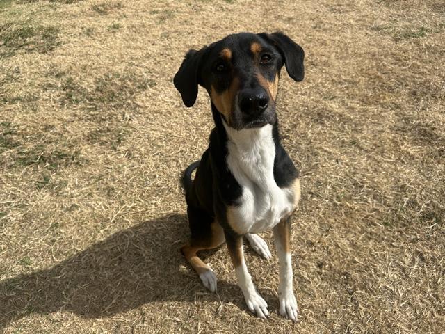 Enlarge VENUS, a Adoptable mixed breed in Grand Prairie, TX image 2/3