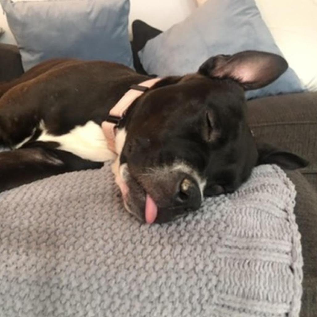 Mila, Adoptable, Adult Female Boxer & Mixed Breed.