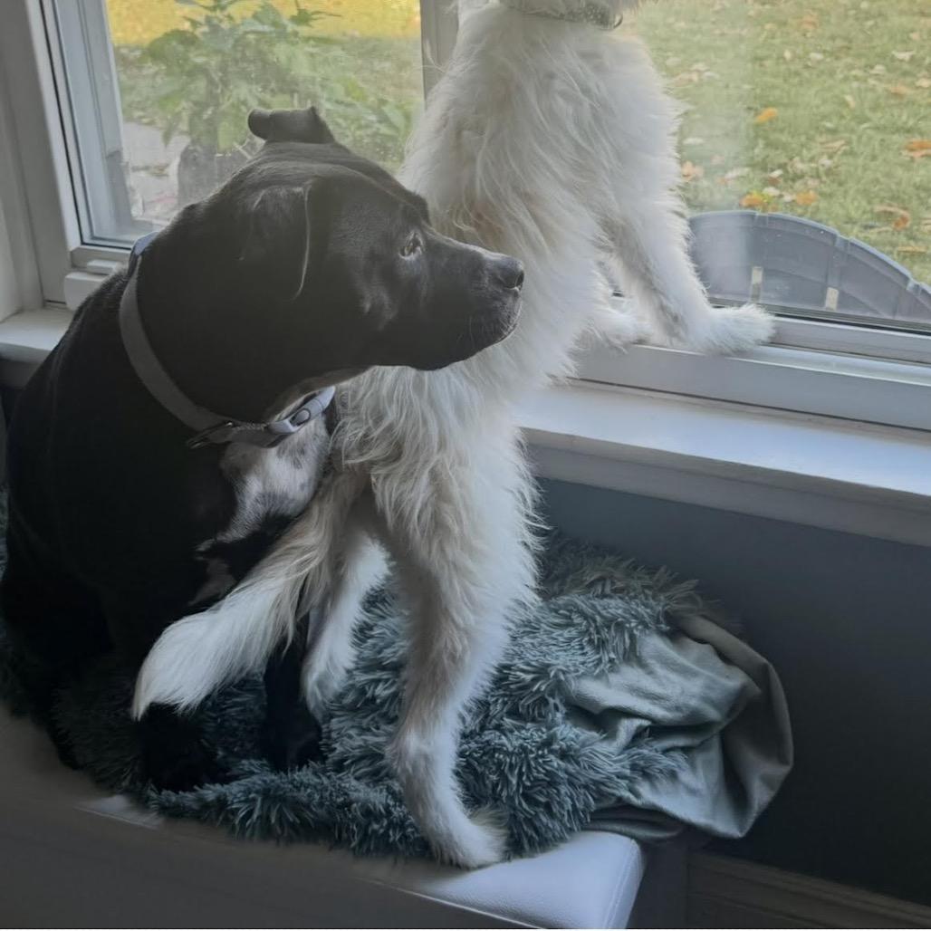 Enlarge Mila, a Adoptable mixed breed in Ferndale, MI image 2/6