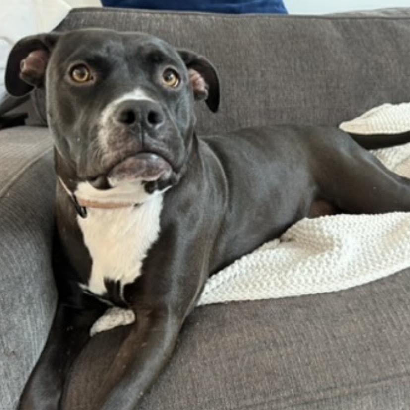 Enlarge Mila, a Adoptable mixed breed in Ferndale, MI image 5/6