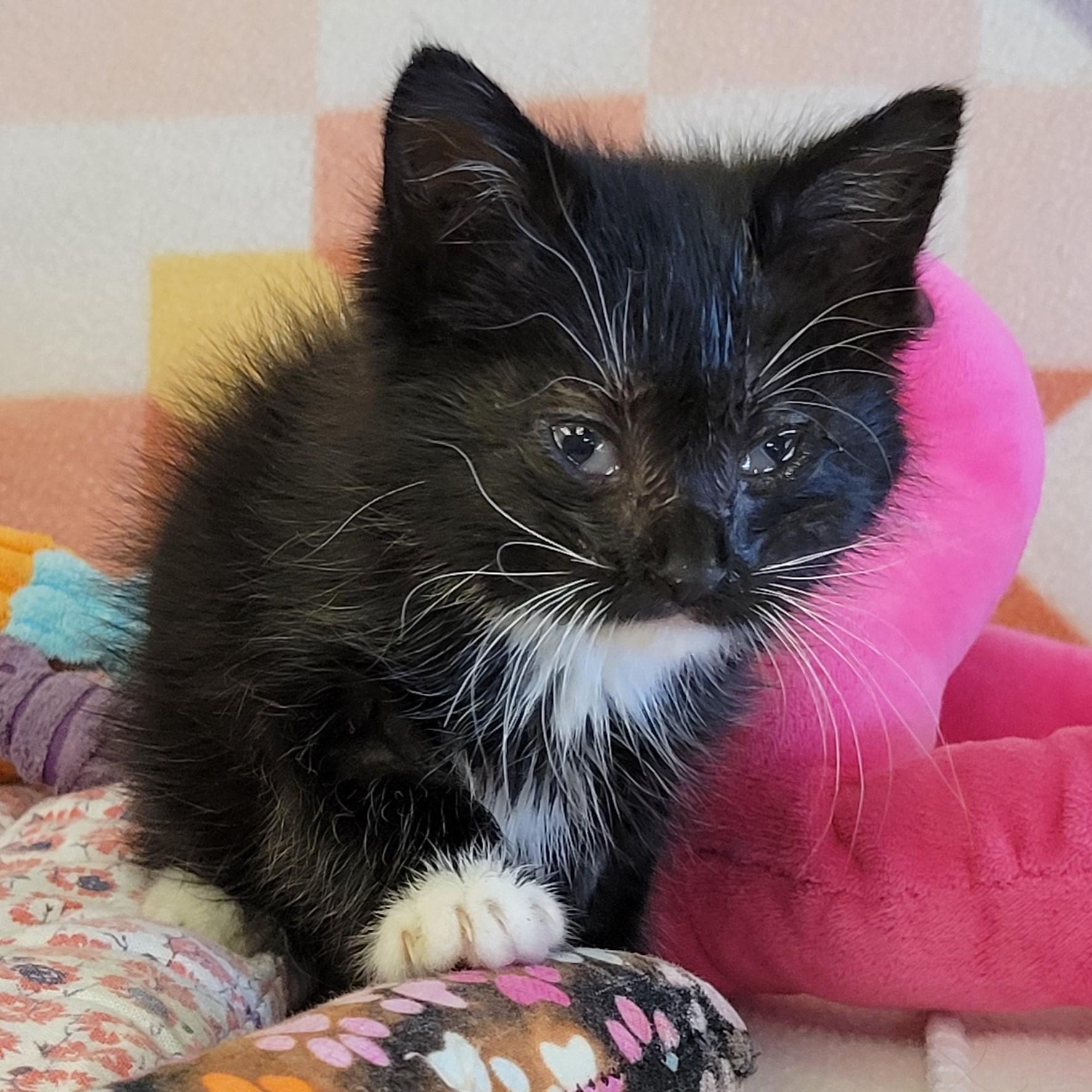 Viola, a ADOPTABLE mixed breed in ALPINE, TX image 3/3