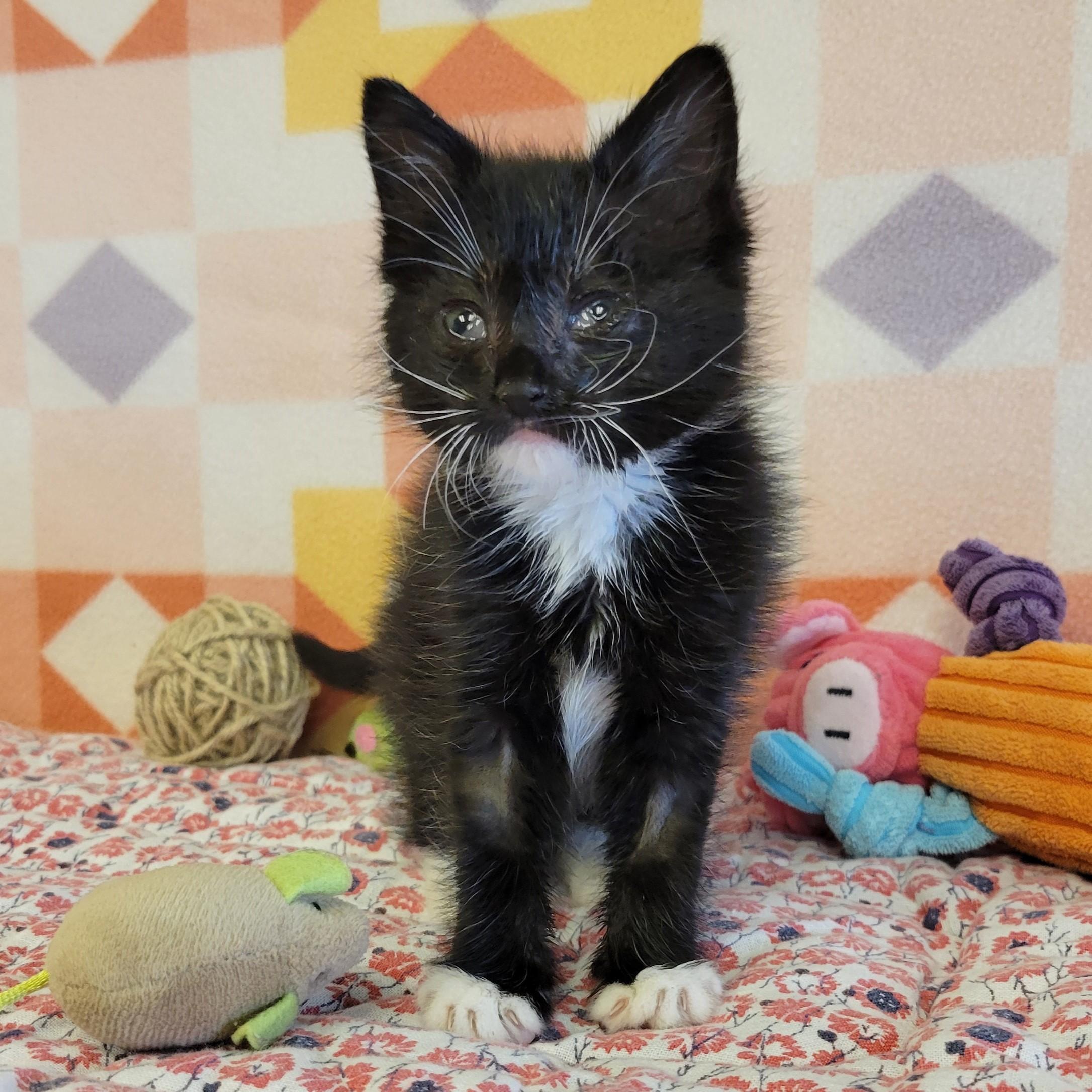 Viola, a ADOPTABLE mixed breed in ALPINE, TX image 2/3