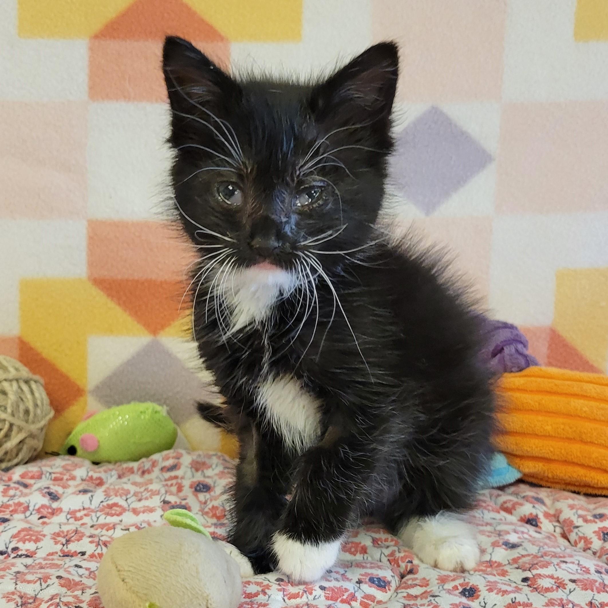 Viola, ADOPTABLE, Young Female Domestic Short Hair.