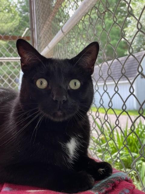 Tux-SPONSORED ADOPTION-FREE WITH APPROVED APPLICATION, Adoptable, Adult Male Domestic Short Hair.