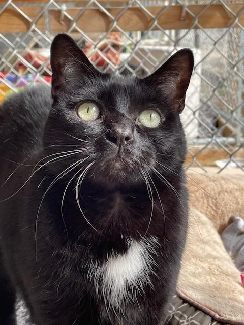 Enlarge Tux-SPONSORED ADOPTION-FREE WITH APPROVED APPLICATION, a Adoptable Domestic Short Hair in Hayward, WI image 1/1