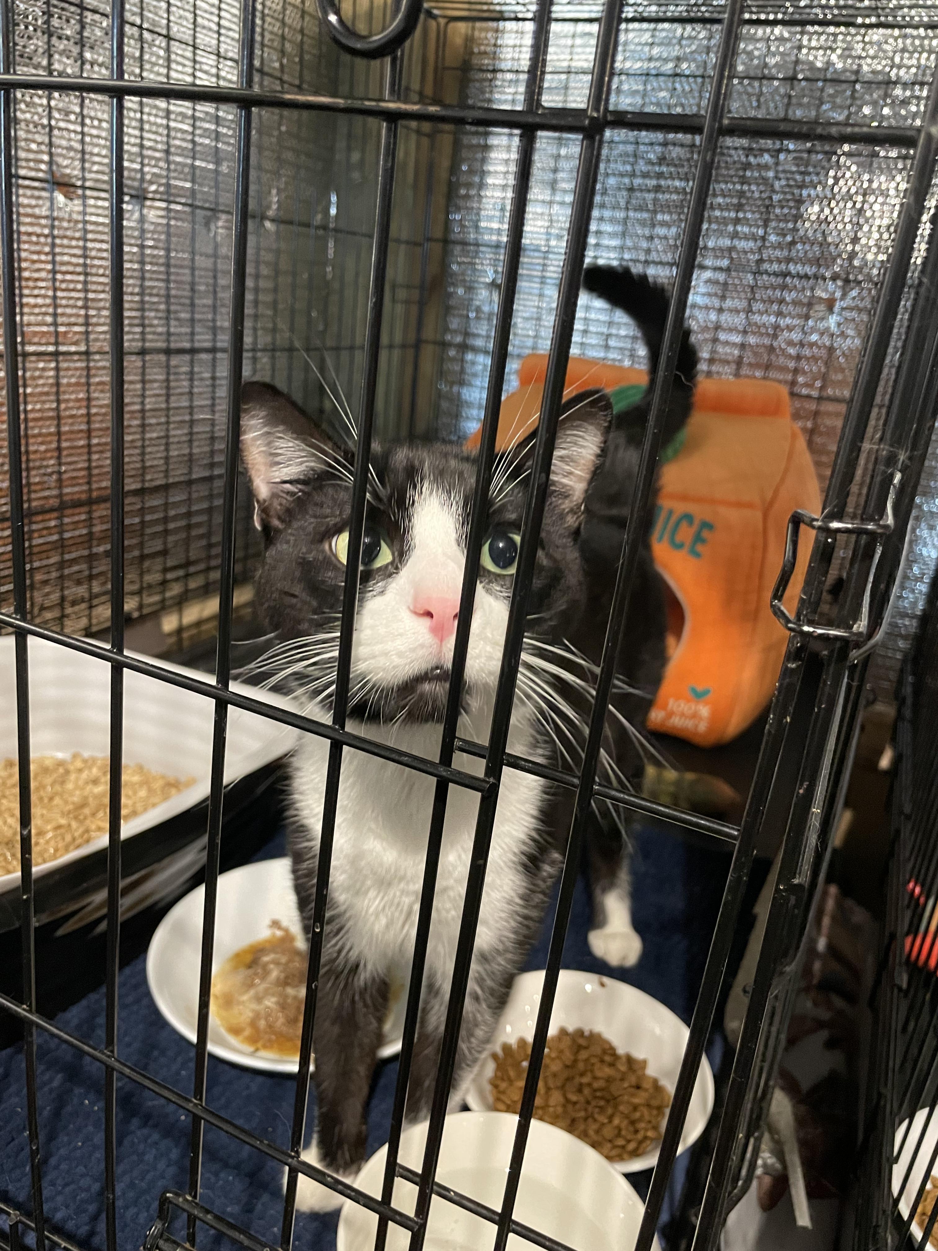 Enlarge Uno, a ADOPTABLE Domestic Short Hair in Kent, OH image 2/5